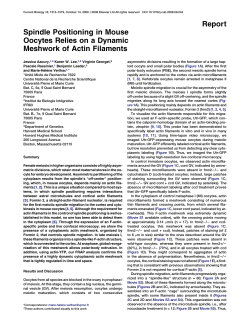 Spindle Positioning in Mouse Oocytes Relies on