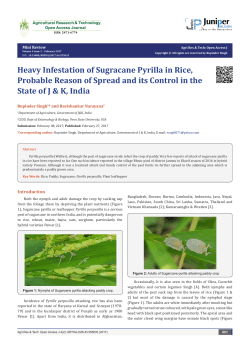 Heavy Infestation of Sugracane Pyrilla in Rice, Probable Reason of