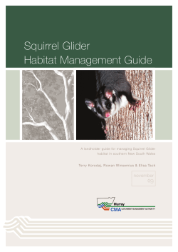 SquirrelGliderGuide