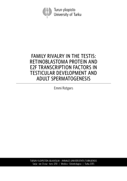 Family rivalry in the testis: Retinoblastoma protein and E2F
