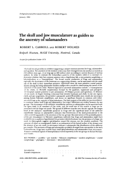 The skull and jaw musculature as guides to the ancestry of