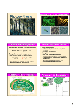 Photosynthesis and O