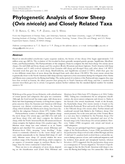 Phylogenetic Analysis of Snow Sheep (Ovis nivicola) and Closely