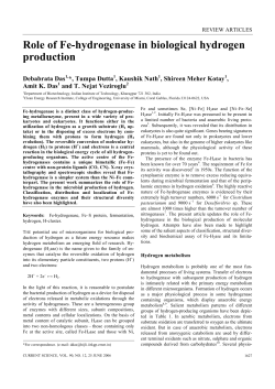 Role of Fe-hydrogenase in biological hydrogen production