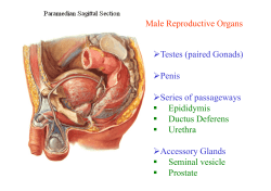 Testis