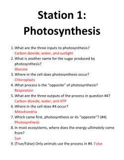 Station 1: Photosynthesis