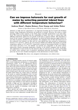 Can we improve heterosis for root growth of maize by selecting