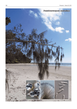 Pseudocercospora casuarinae