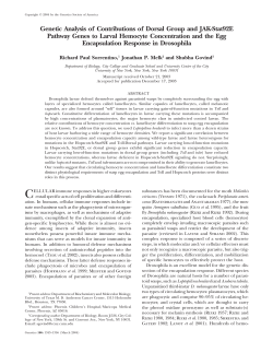 Genetic Analysis of Contributions of Dorsal Group and
