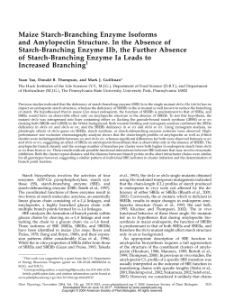 Maize Starch-Branching Enzyme Isoforms and