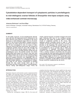 Cytoskeleton-dependent transport of cytoplasmic particles in