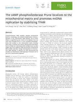 The cAMP phosphodiesterase Prune localizes to the mitochondrial