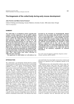 The biogenesis of the coiled body during early mouse development