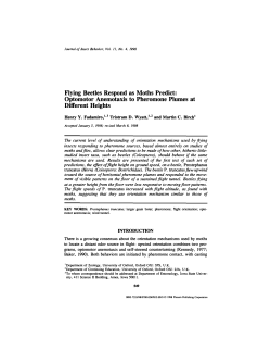 Flying Beetles Respond as Moths Predict: Optomotor Anemotaxis to