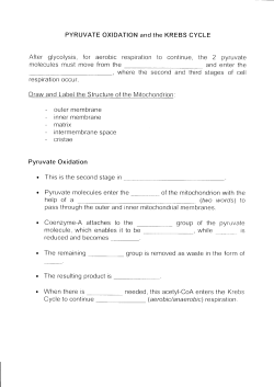 PYRUVATE OXIDATION and the KREBS CYCLE After