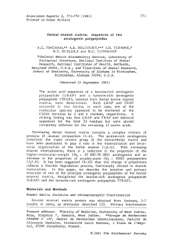 Dental enamel matrix: Sequences of two amelogenin polypeptides