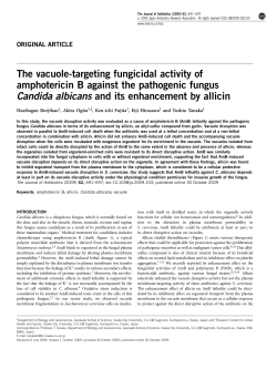 The vacuole-targeting fungicidal activity of amphotericin B