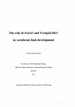 The role of Notchl and Vestigial-likel in