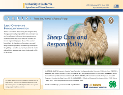 Sheep Care and Responsibility
