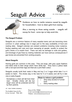 Seagull Advice - St Ives Town Council