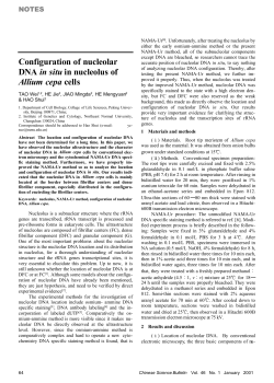 Configuration of nucleolar DNA in situ in nucleolus of Allium cepa cells