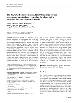 The Populus homeobox gene ARBORKNOX1 reveals overlapping