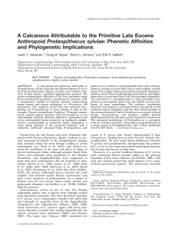 A calcaneus attributable to the primitive late eocene anthropoid