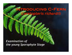 3.C-fern Young sporophyte.pptx