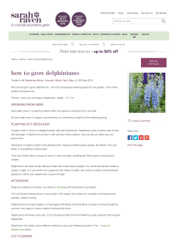How to grow Delphiniums
