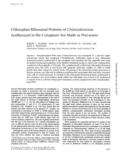 Chloroplast Ribosomal Proteins of Chlamydomonas Synthesized in