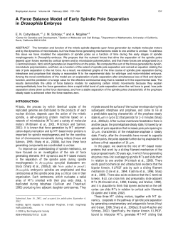 A Force Balance Model of Early Spindle Pole Separation in