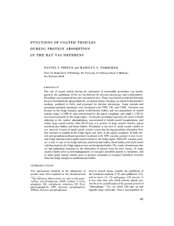 functions of coated vesicles during protein absorption in the rat vas