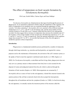 The effect of temperature on food vacuole formation