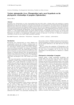 Tertiary plotopterids (Aves, Plotopteridae) and a novel hypothesis on
