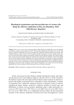Histological organization and microarchitecture of various cells