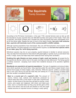 Squirrels all pages &ndash; Southern Flying Squirrel, Gray Squirrel