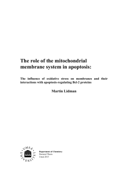 The role of the mitochondrial membrane system in apoptosis