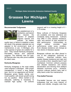 Grasses for Michigan Lawns