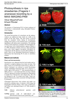 Photosynthesis in ripe strawberries (Fragaria &times; ananassa) recording