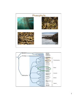 Phaeophyta!
