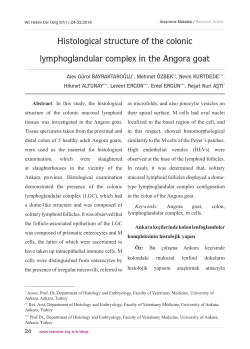 Histological structure of the colonic lymphoglandular complex in the
