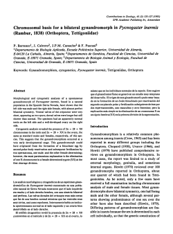 gynandromorph in Pycnogaster inermis