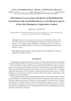 Description of a new genus and species of Hemisphaeriini from