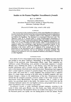 Studies on the Rumen Flagellate Neocallimastix