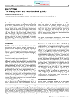The Hippo pathway and apico&ndash;basal cell polarity