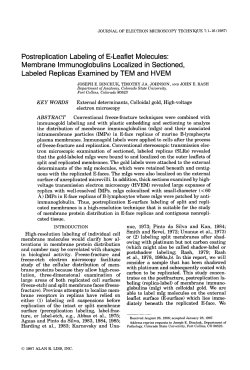as a PDF