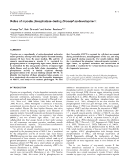 Roles of myosin phosphatase during Drosophila development
