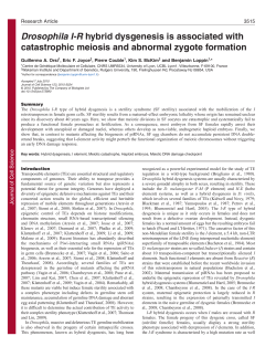 Drosophila I-R hybrid dysgenesis is associated with catastrophic