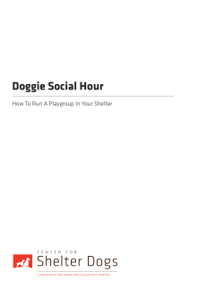 Doggie Social Hour - Center for Shelter Dogs