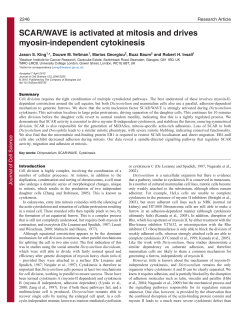 SCAR/WAVE is activated at mitosis and drives myosin